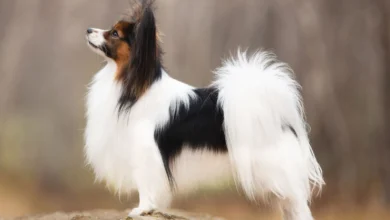 Papillon dog