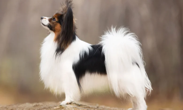 Papillon dog