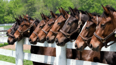 Are horses smart