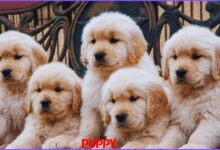 Puppy:1azdln0ha3y= golden retriever