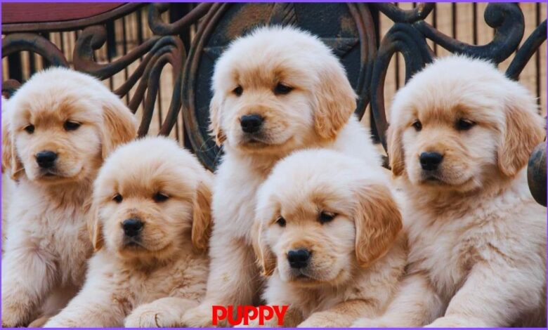 Puppy:1azdln0ha3y= golden retriever